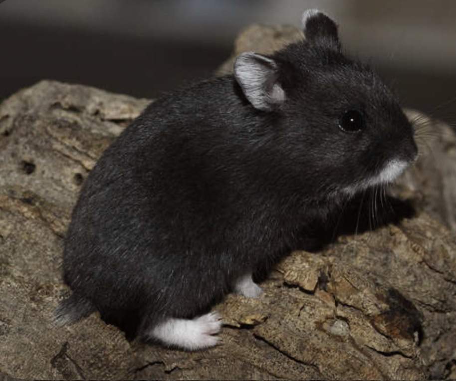 Campbells dwarf hamster Breeder Phodopus campbelli 