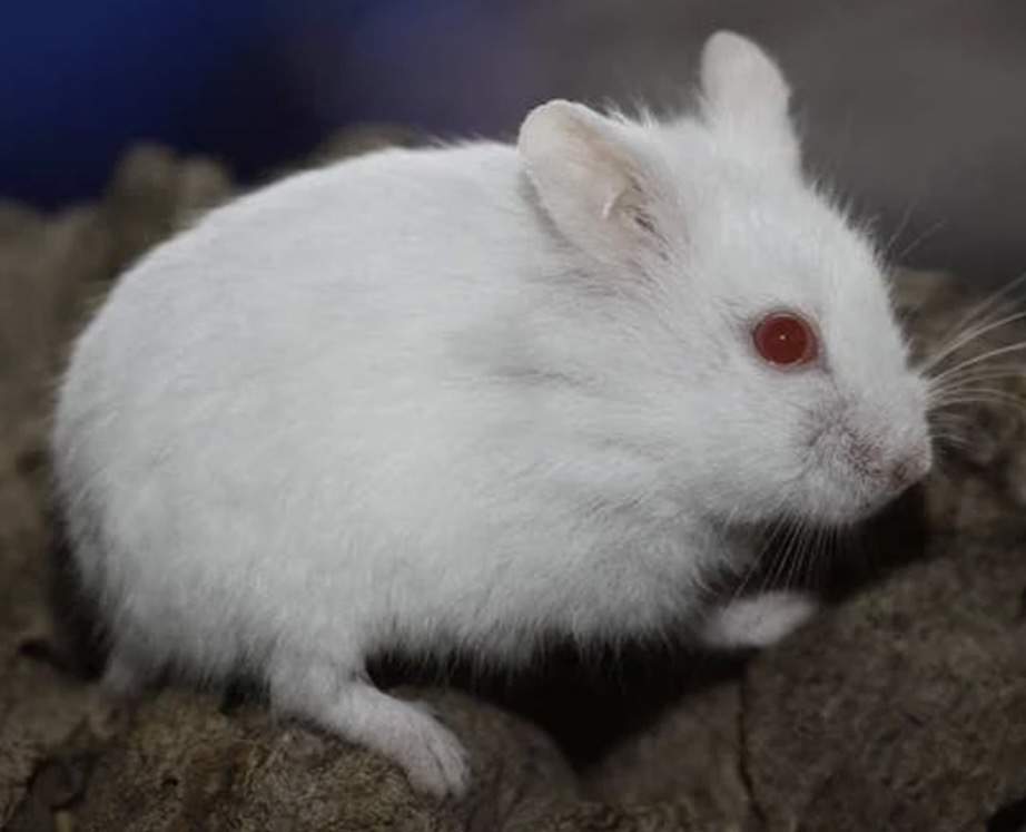 Campbells dwarf hamster Breeder Phodopus campbelli 