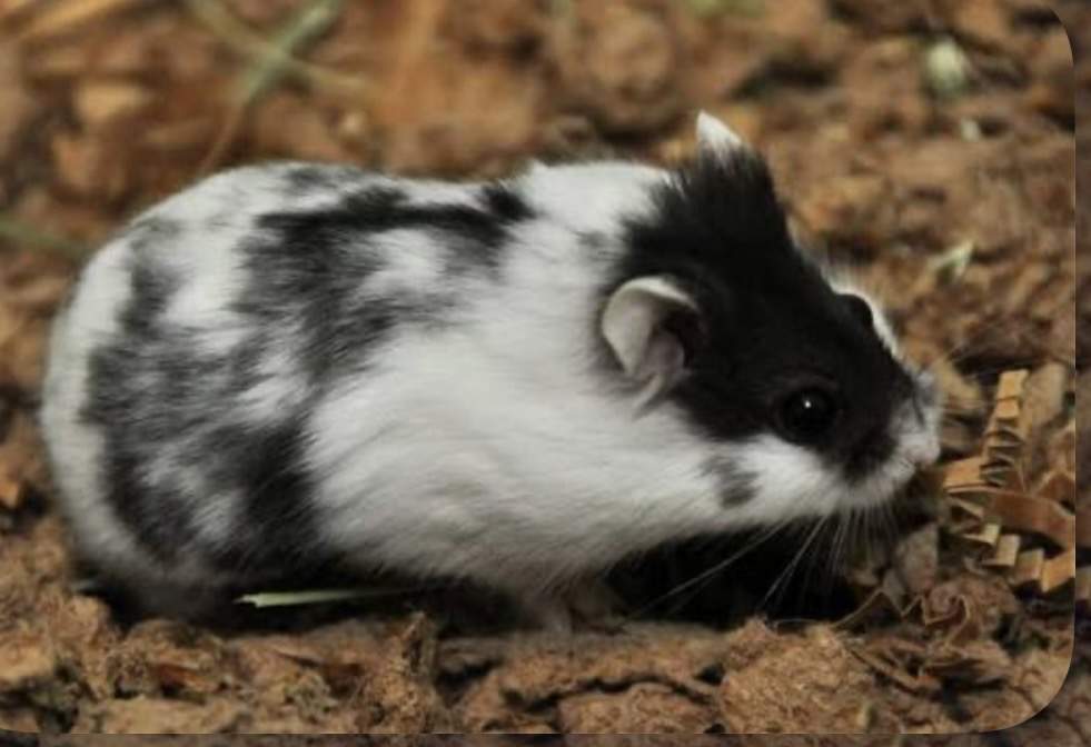 Campbells dwarf hamster Breeder Phodopus campbelli 