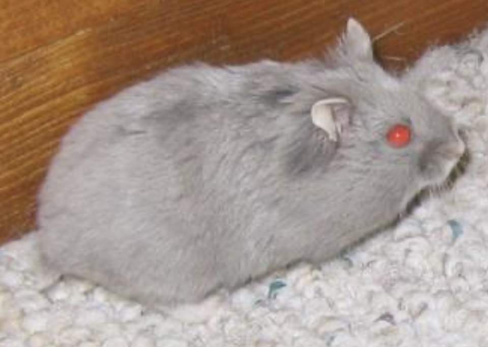 Campbells dwarf hamster Breeder Phodopus campbelli 