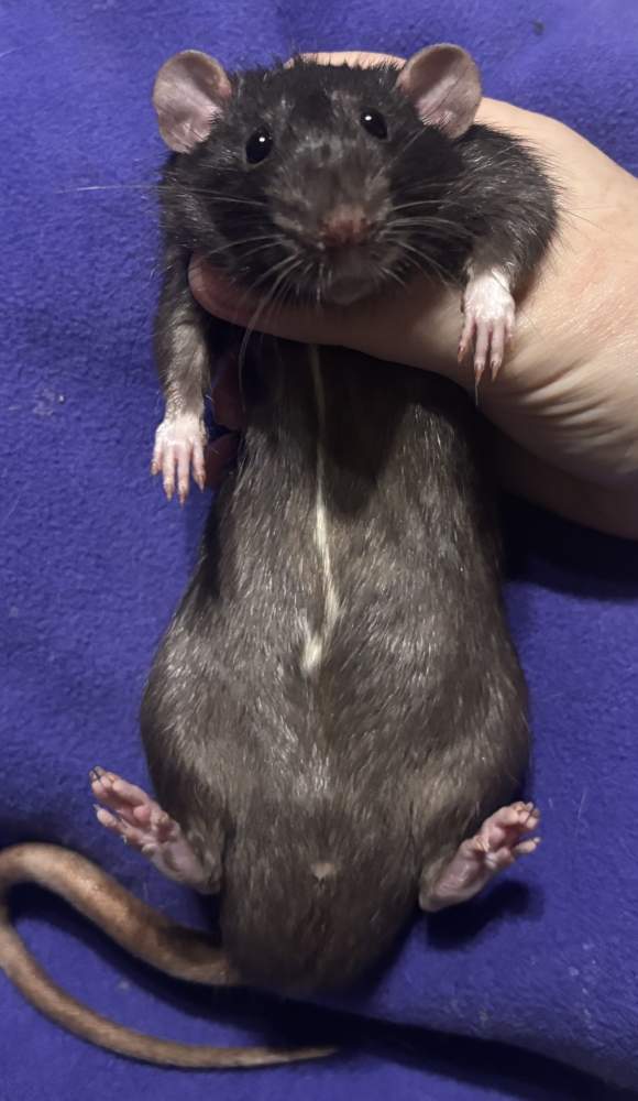Fancy rat Deceased Rattus norvegicus 