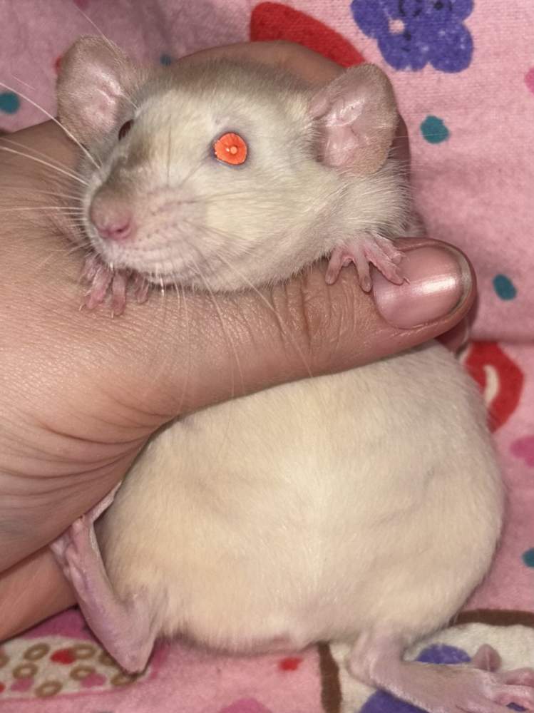 Fancy rat Breeder Rattus norvegicus 