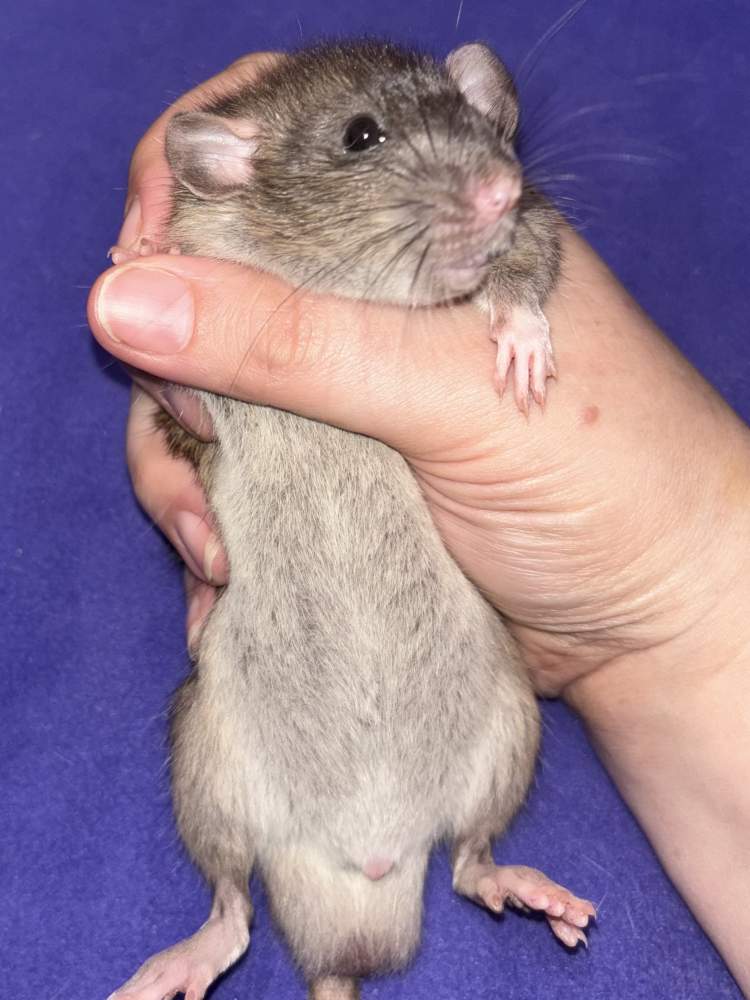 Fancy rat Pet only Rattus norvegicus 