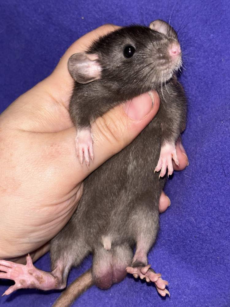 Fancy rat Pet only Rattus norvegicus 