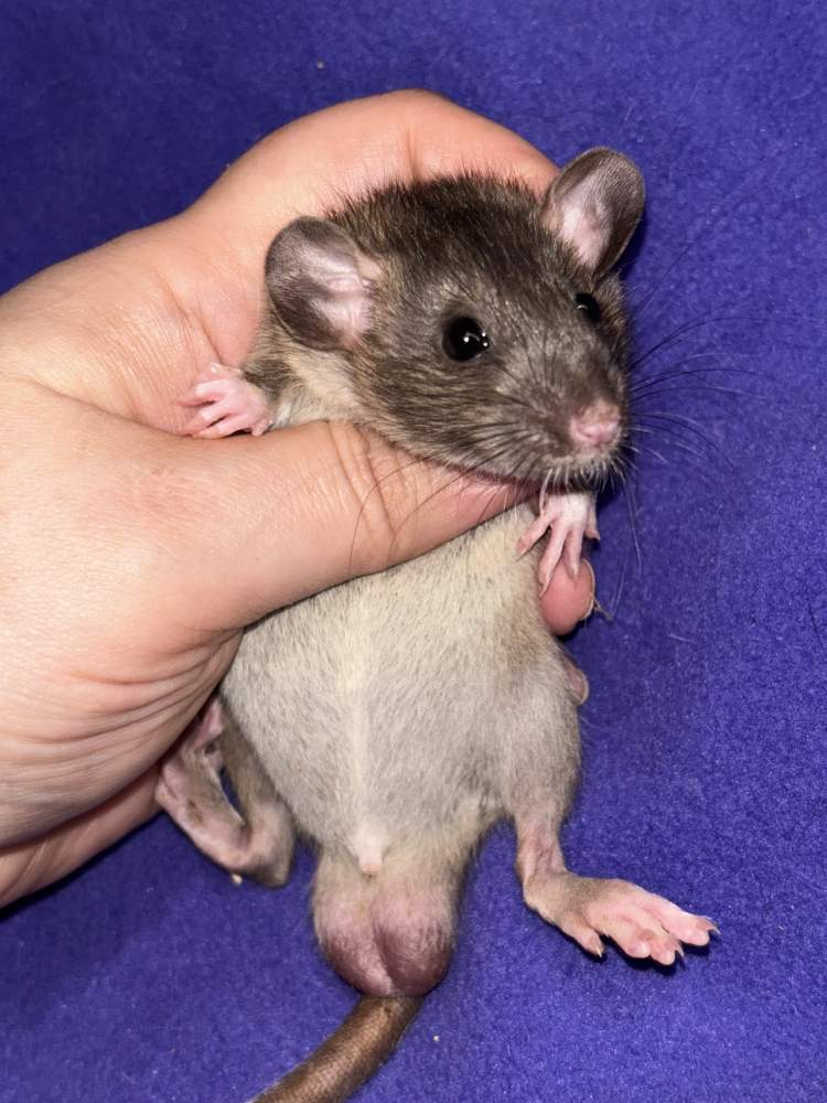 Fancy rat Breeder Rattus norvegicus 