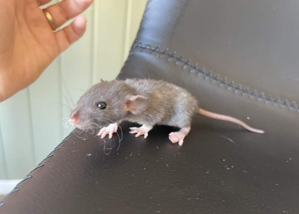 Fancy rat Owned by other Rattus norvegicus 
