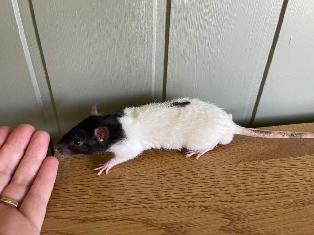 Fancy rat Owned by other Rattus norvegicus 
