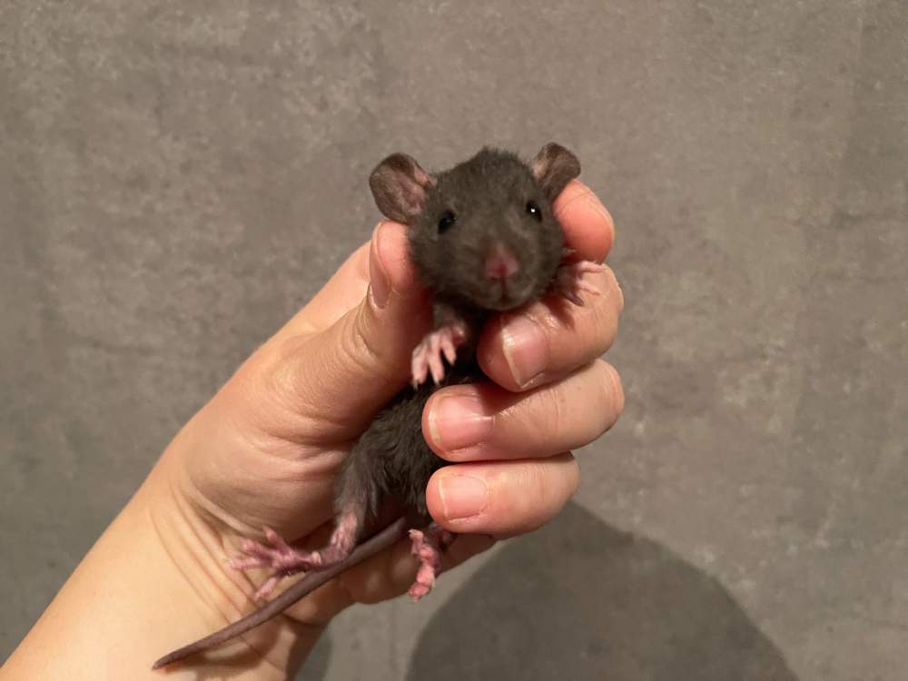 Fancy rat Owned by other Rattus norvegicus 
