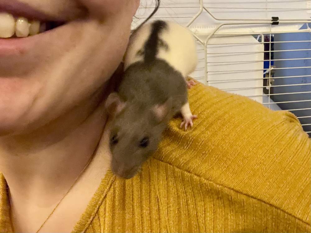 Fancy rat Breeder Rattus norvegicus 