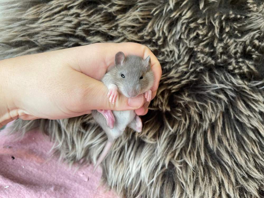 Fancy rat Pet only Rattus norvegicus 