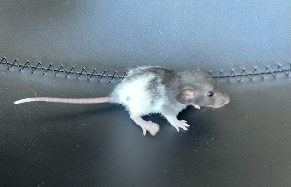 Fancy rat Pet only Rattus norvegicus 