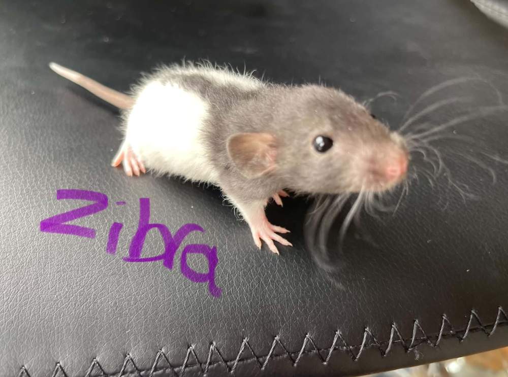 Fancy rat Pet only Rattus norvegicus 
