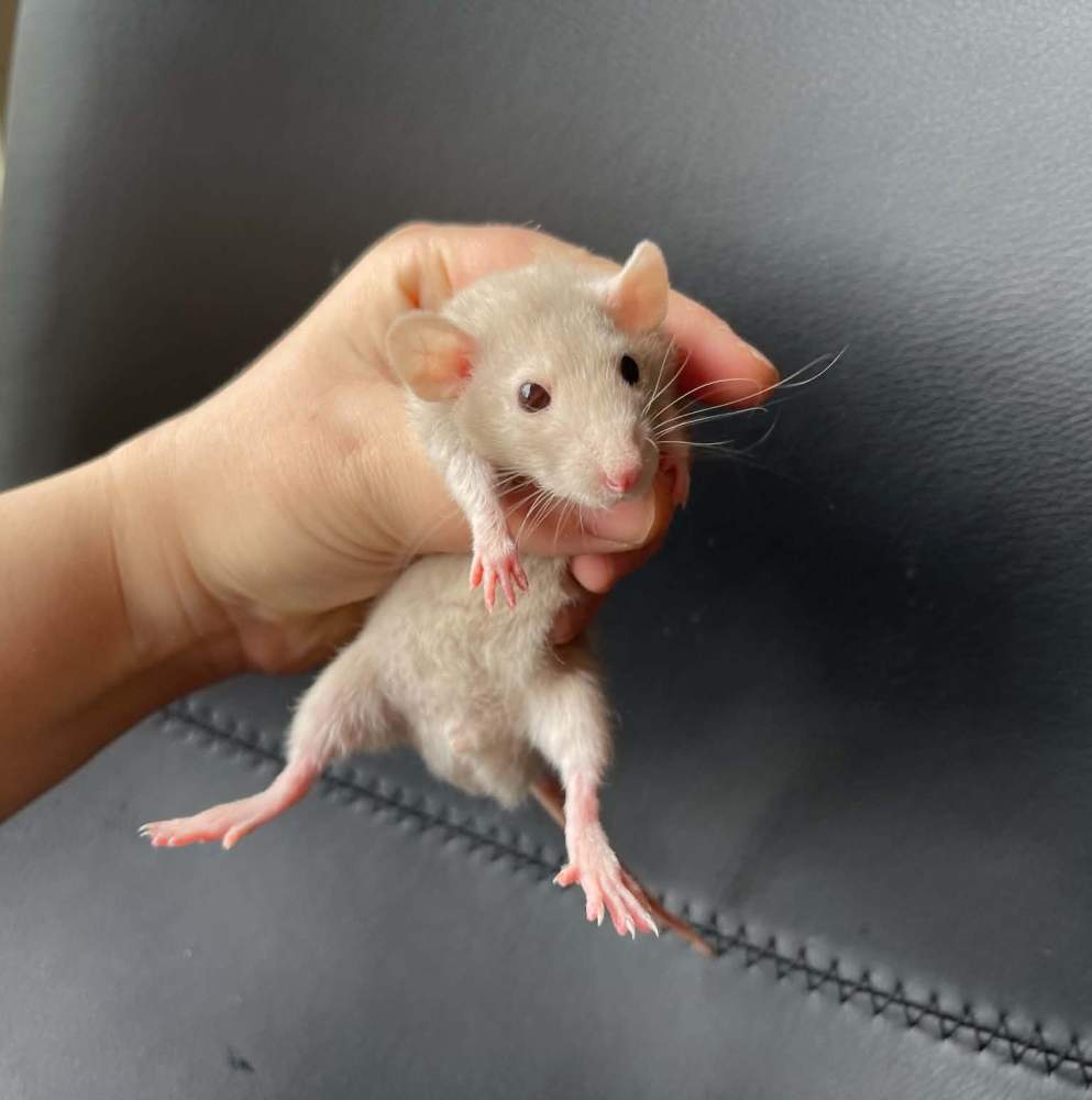 Fancy rat Breeder Rattus norvegicus 