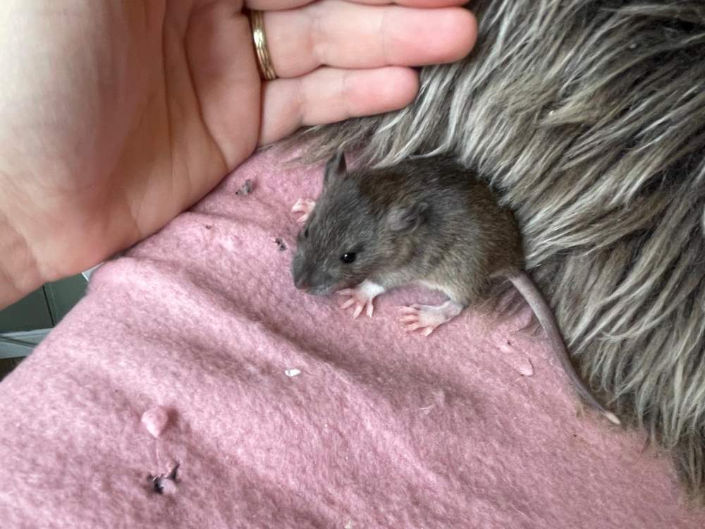 Fancy rat Pet only Rattus norvegicus 