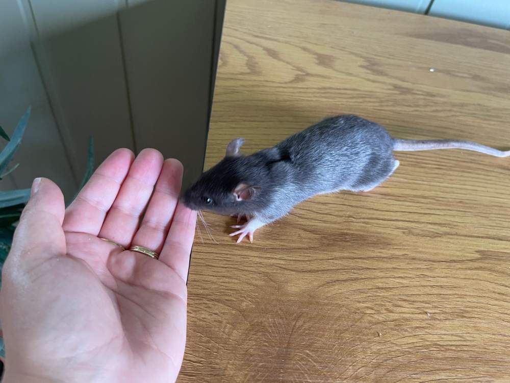 Fancy rat Owned by other Rattus norvegicus 