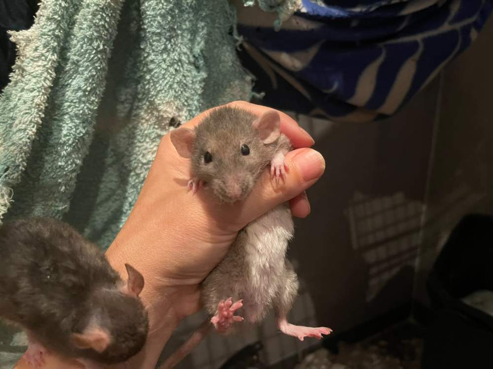 Fancy rat Pet only Rattus norvegicus 