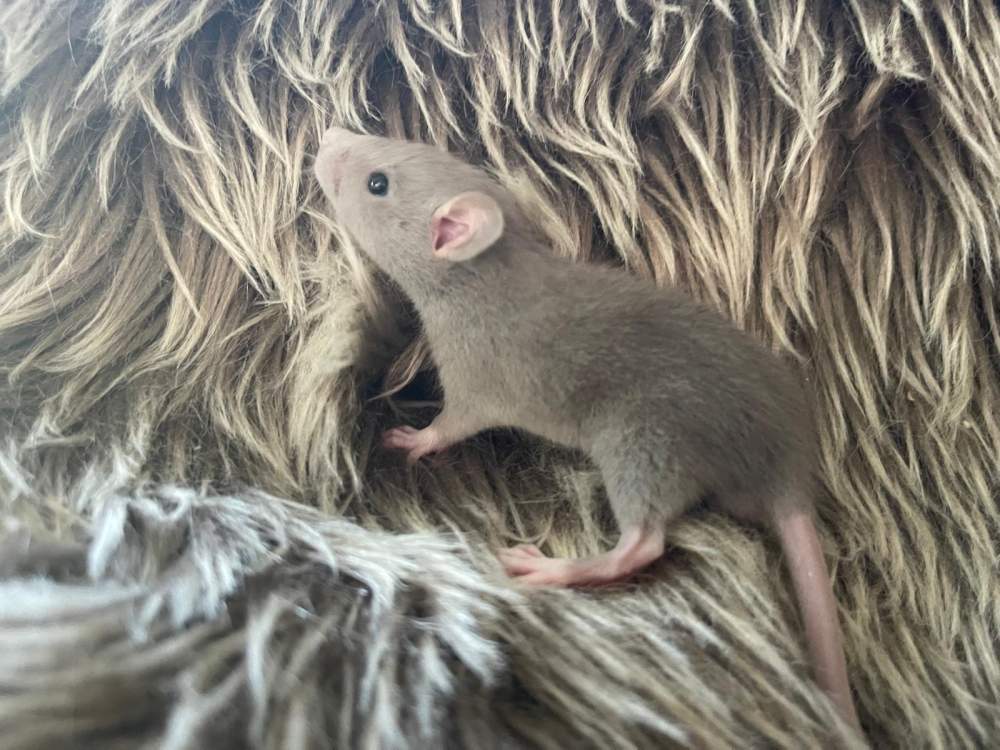 Fancy rat Pet only Rattus norvegicus 