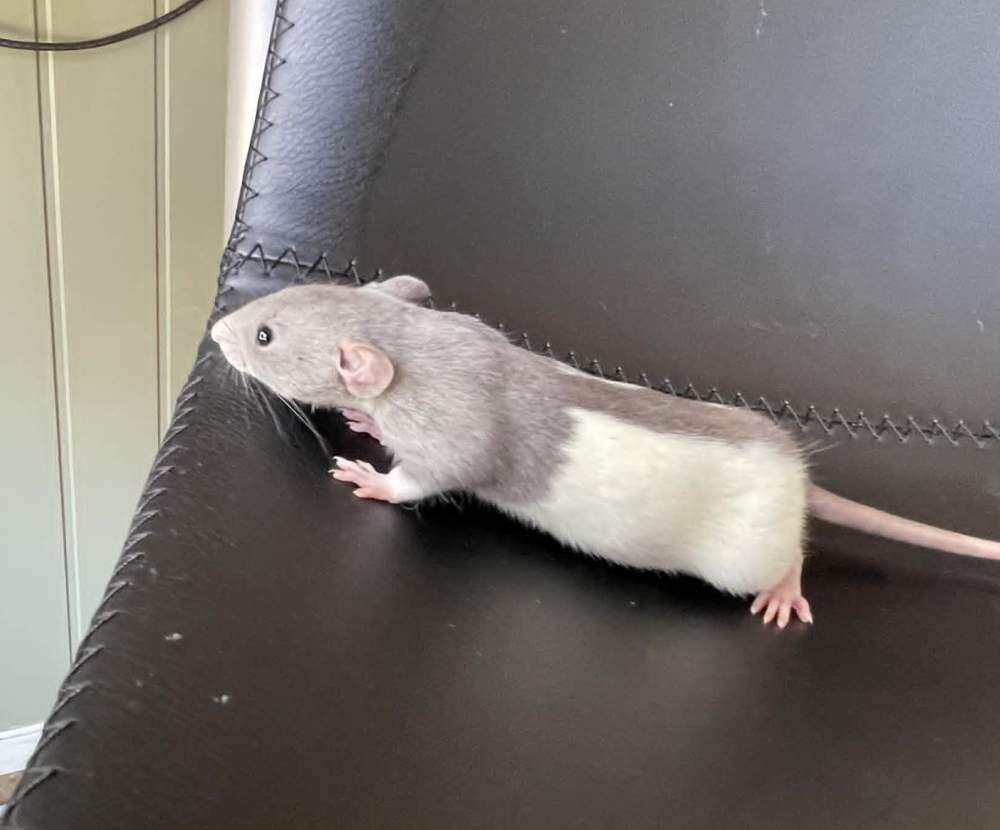 Fancy rat Pet only Rattus norvegicus 