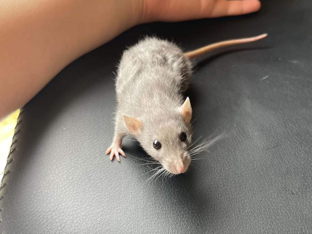 Fancy rat Pet only Rattus norvegicus 