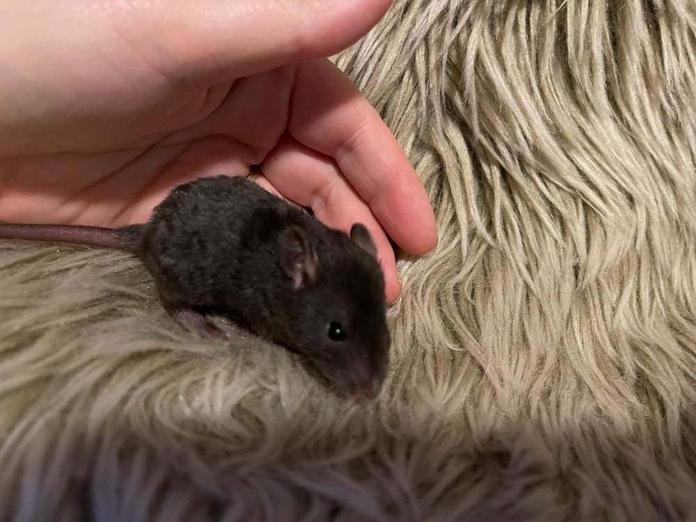 Fancy rat Pet only Rattus norvegicus 
