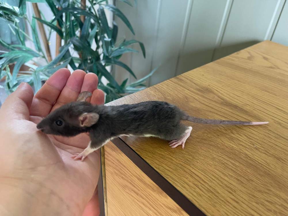 Fancy rat Owned by other Rattus norvegicus 