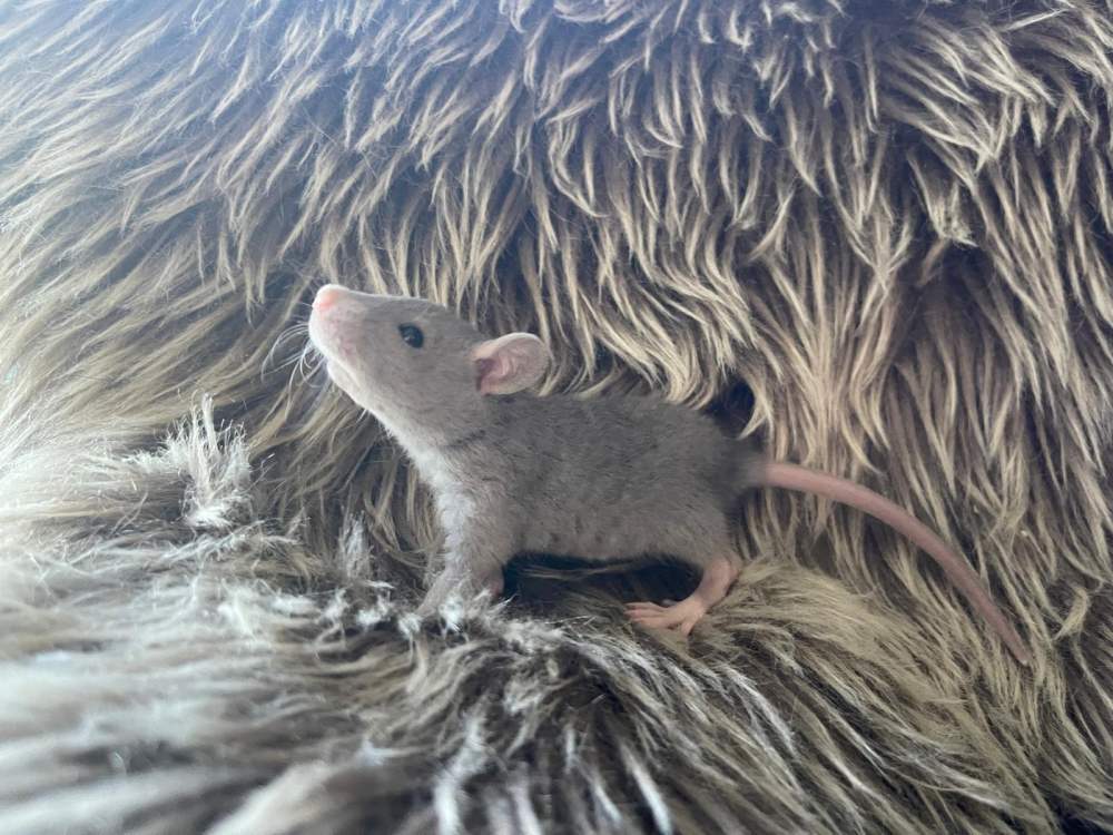 Fancy rat Owned by other Rattus norvegicus 