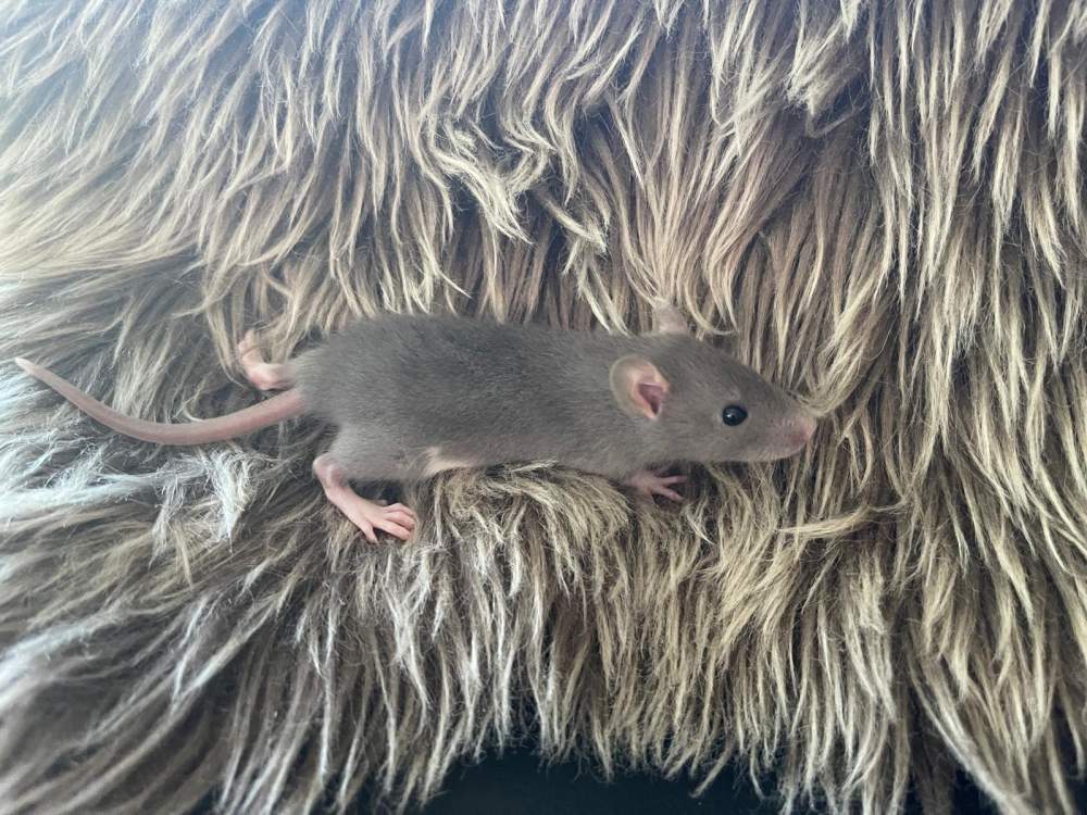 Fancy rat Owned by other Rattus norvegicus 