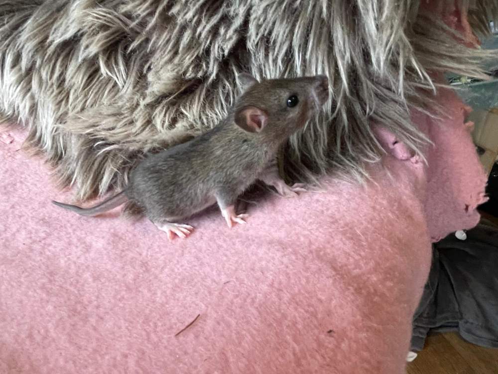 Fancy rat Pet only Rattus norvegicus 