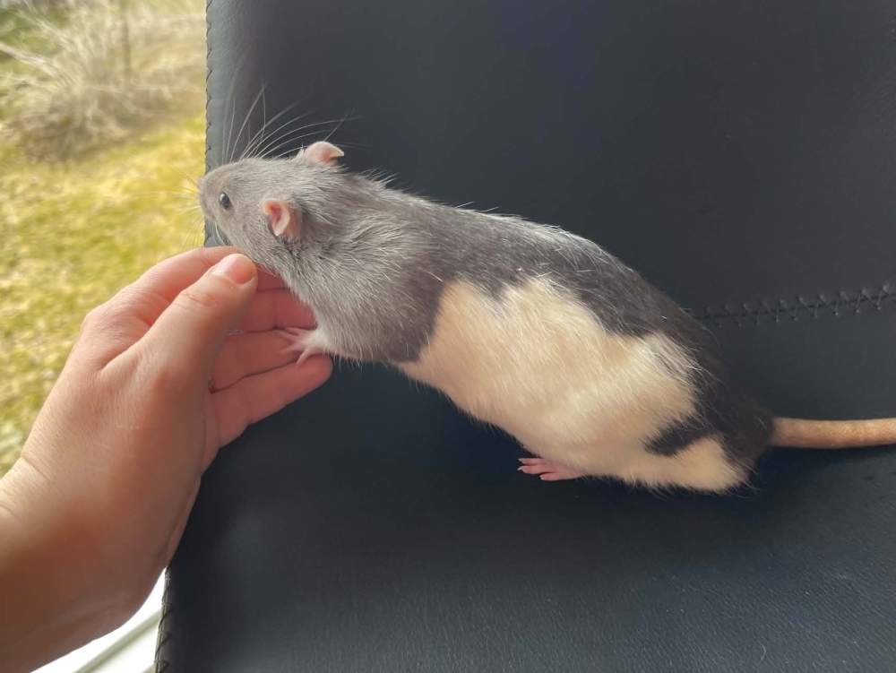 Fancy rat Pet only Rattus norvegicus 