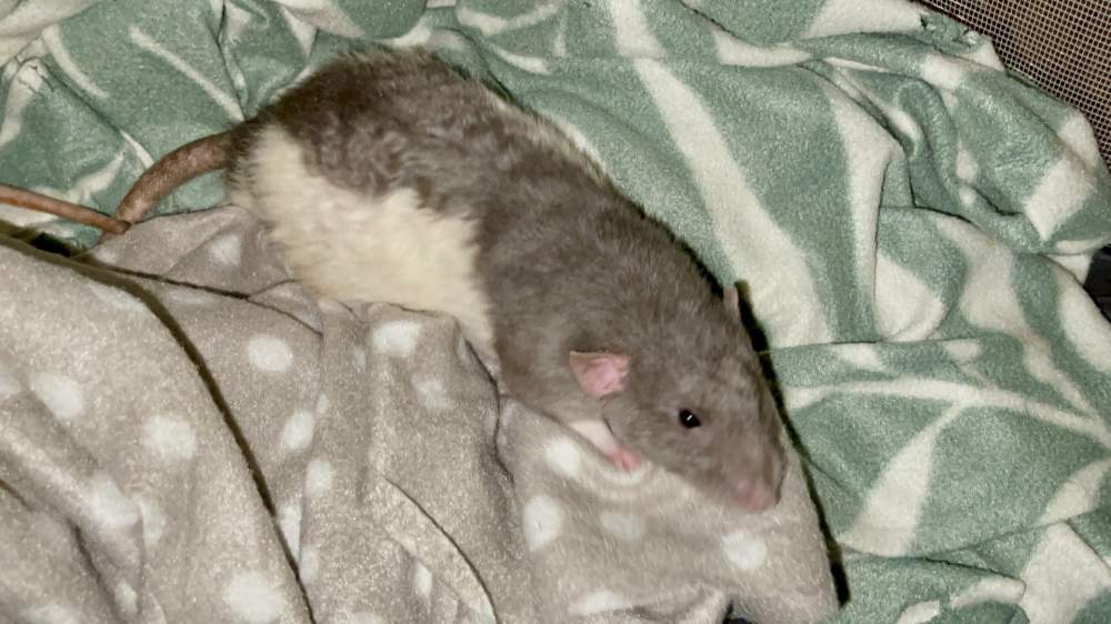 Fancy rat Pet only Rattus norvegicus 