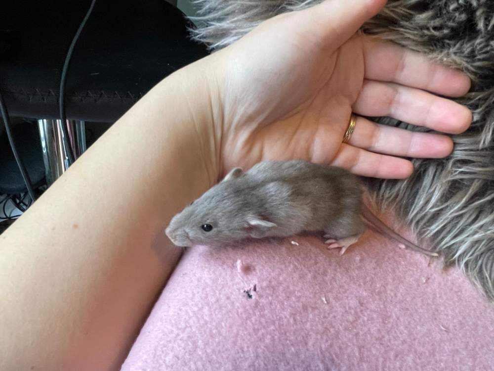 Fancy rat Pet only Rattus norvegicus 