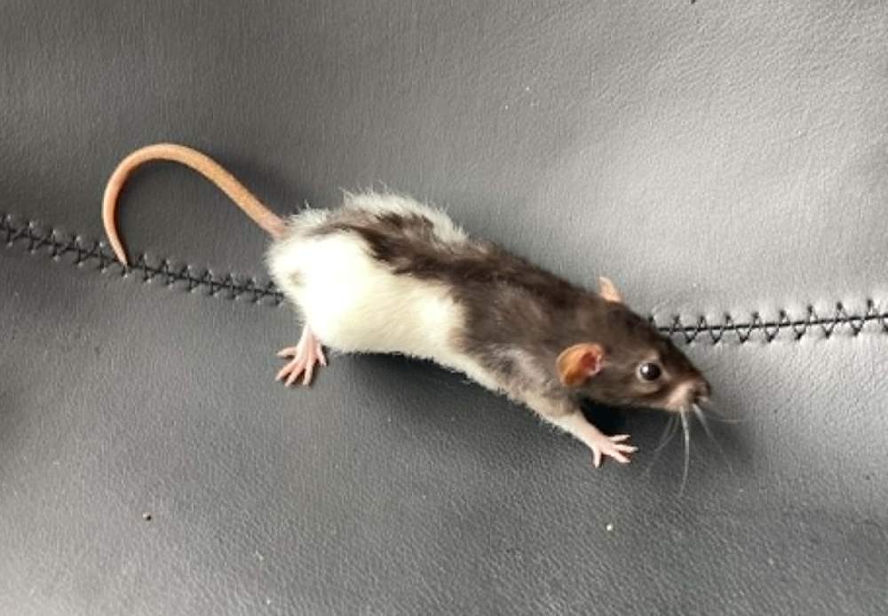 Fancy rat Breeder Rattus norvegicus 