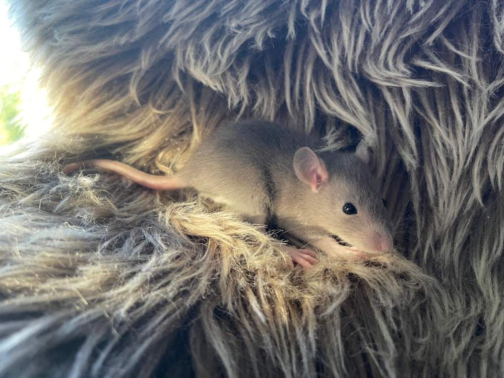 Fancy rat Pet only Rattus norvegicus 