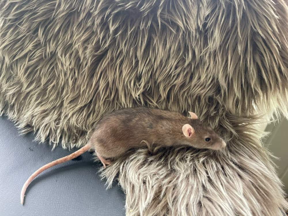 Fancy rat Retired Rattus norvegicus 
