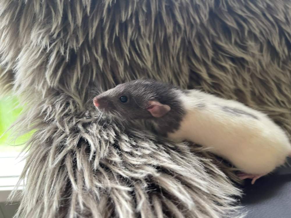 Fancy rat Owned by other Rattus norvegicus 