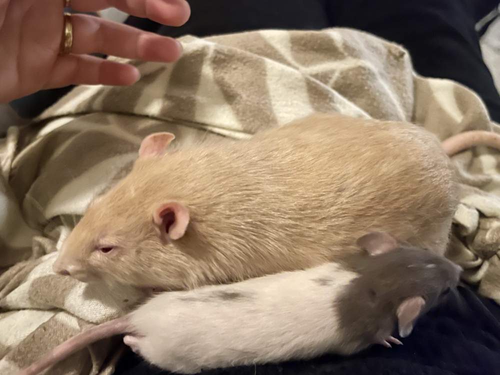Fancy rat Retired Rattus norvegicus 