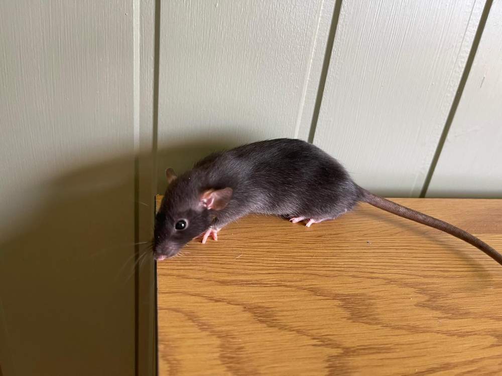 Fancy rat Breeder Rattus norvegicus 