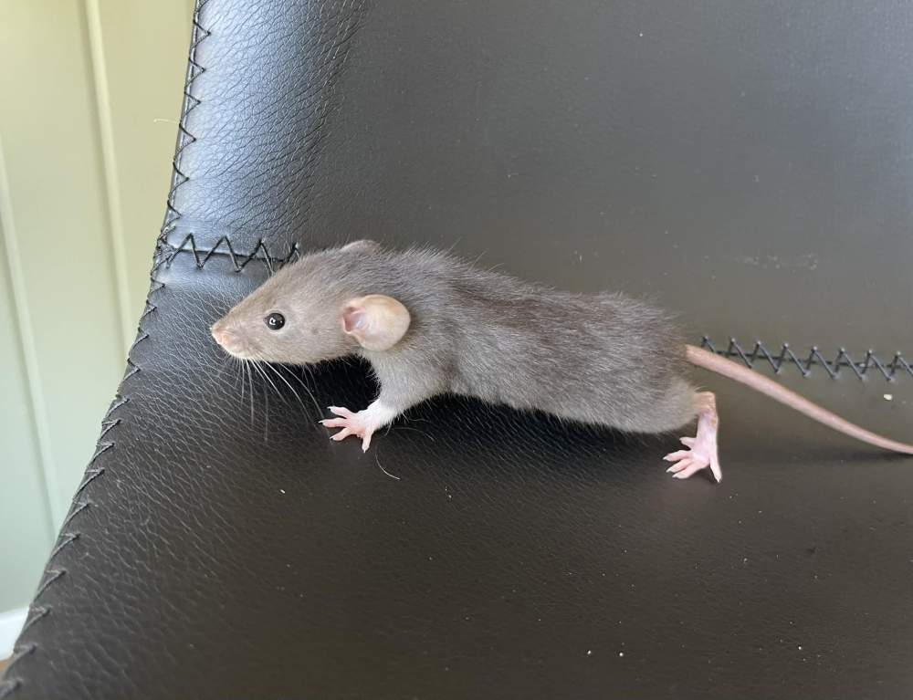 Fancy rat Owned by other Rattus norvegicus 