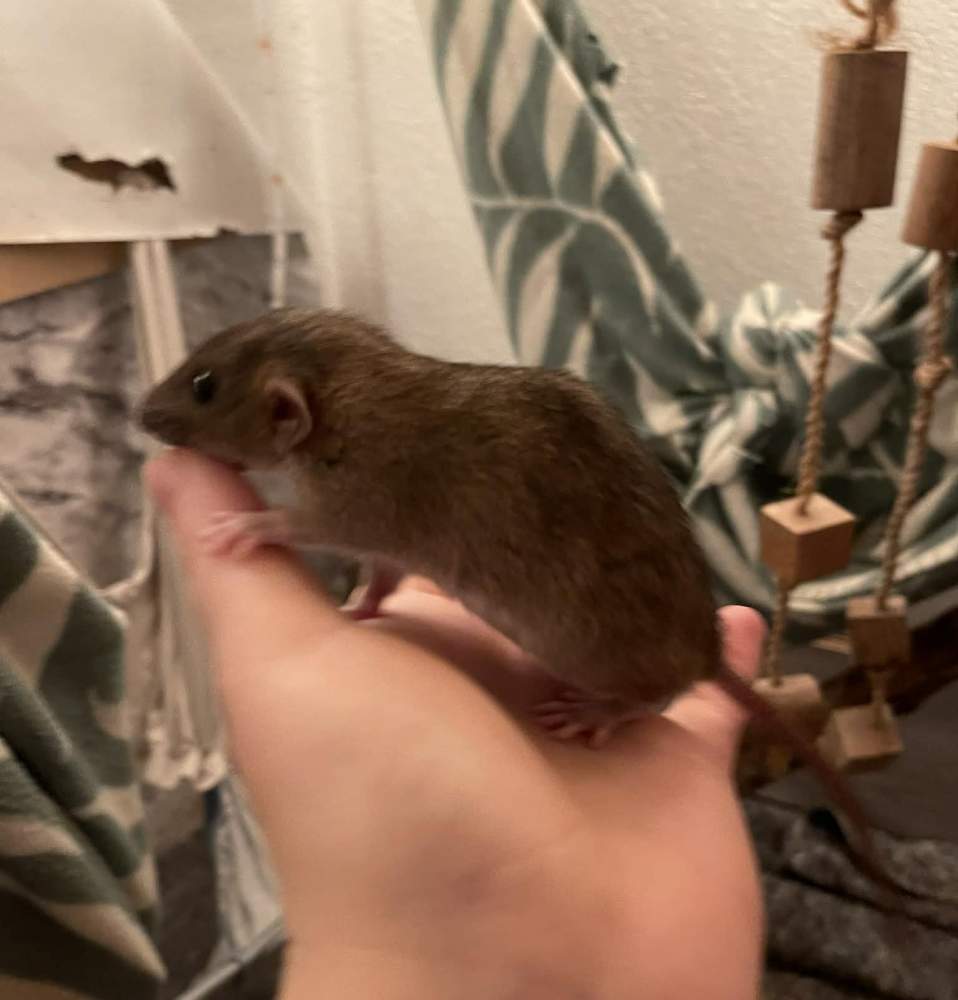 Fancy rat Breeder Rattus norvegicus 