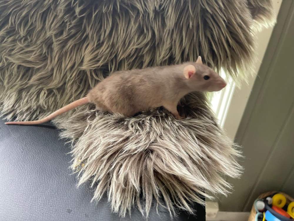 Fancy rat Retired Rattus norvegicus 