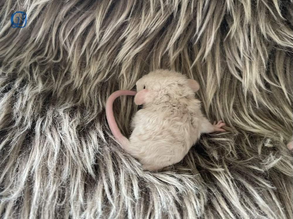 Fancy rat Owned by other Rattus norvegicus 