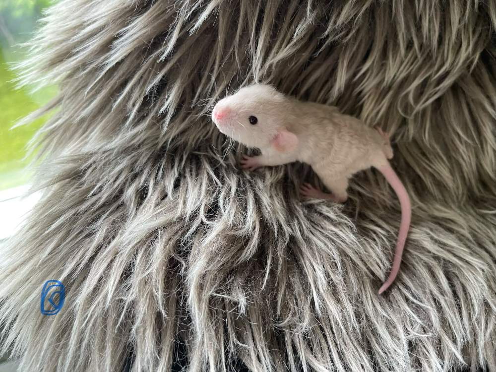 Fancy rat Pet only Rattus norvegicus 