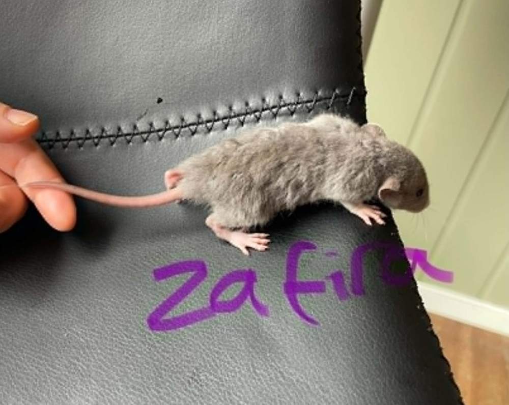 Fancy rat Owned by other Rattus norvegicus 