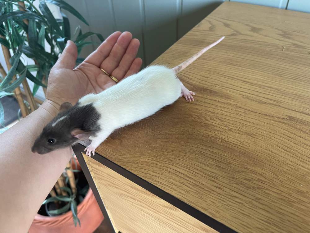 Fancy rat Owned by other Rattus norvegicus 