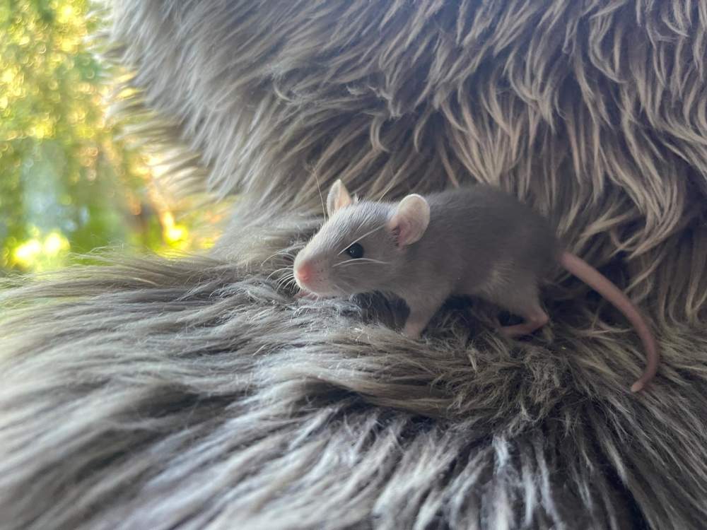 Fancy rat Owned by other Rattus norvegicus 