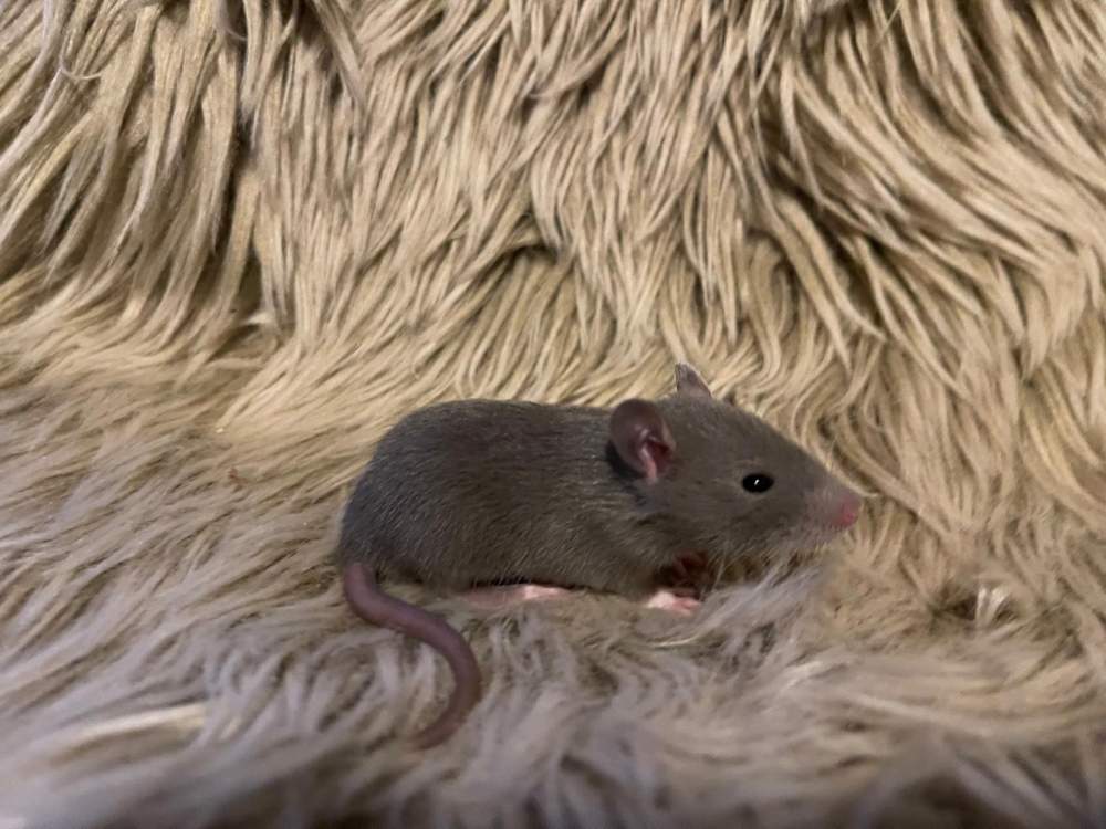 Fancy rat Pet only Rattus norvegicus 