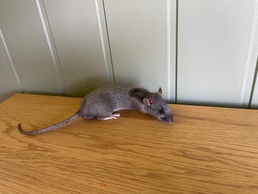 Fancy rat Breeder Rattus norvegicus 
