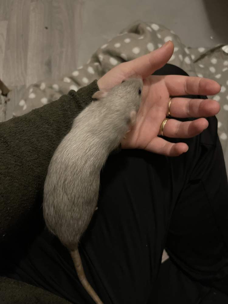 Fancy rat Breeder Rattus norvegicus 