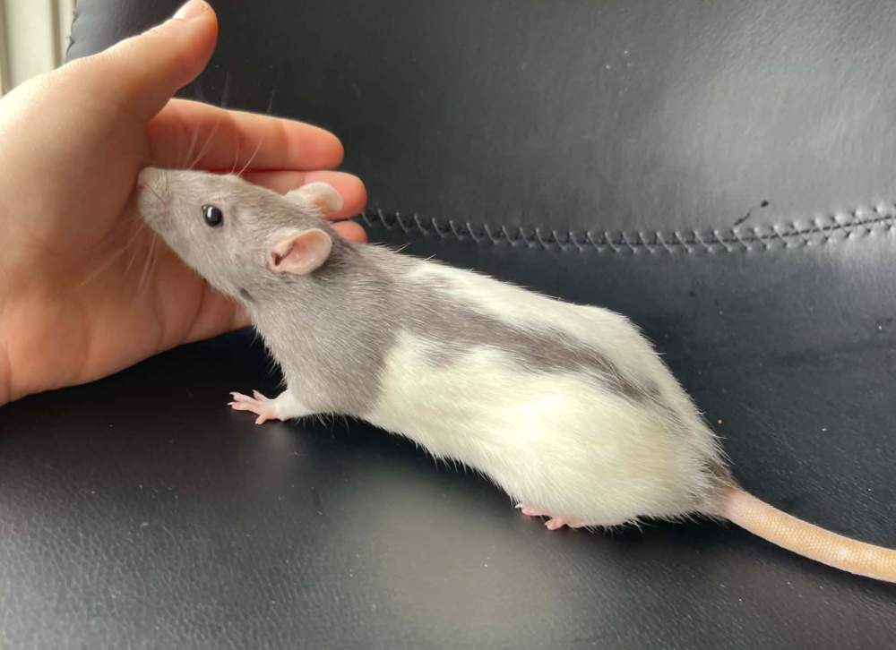 Fancy rat Pet only Rattus norvegicus 