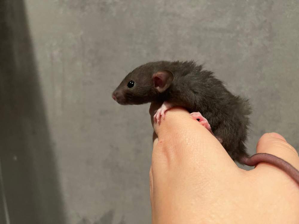Fancy rat Owned by other Rattus norvegicus 